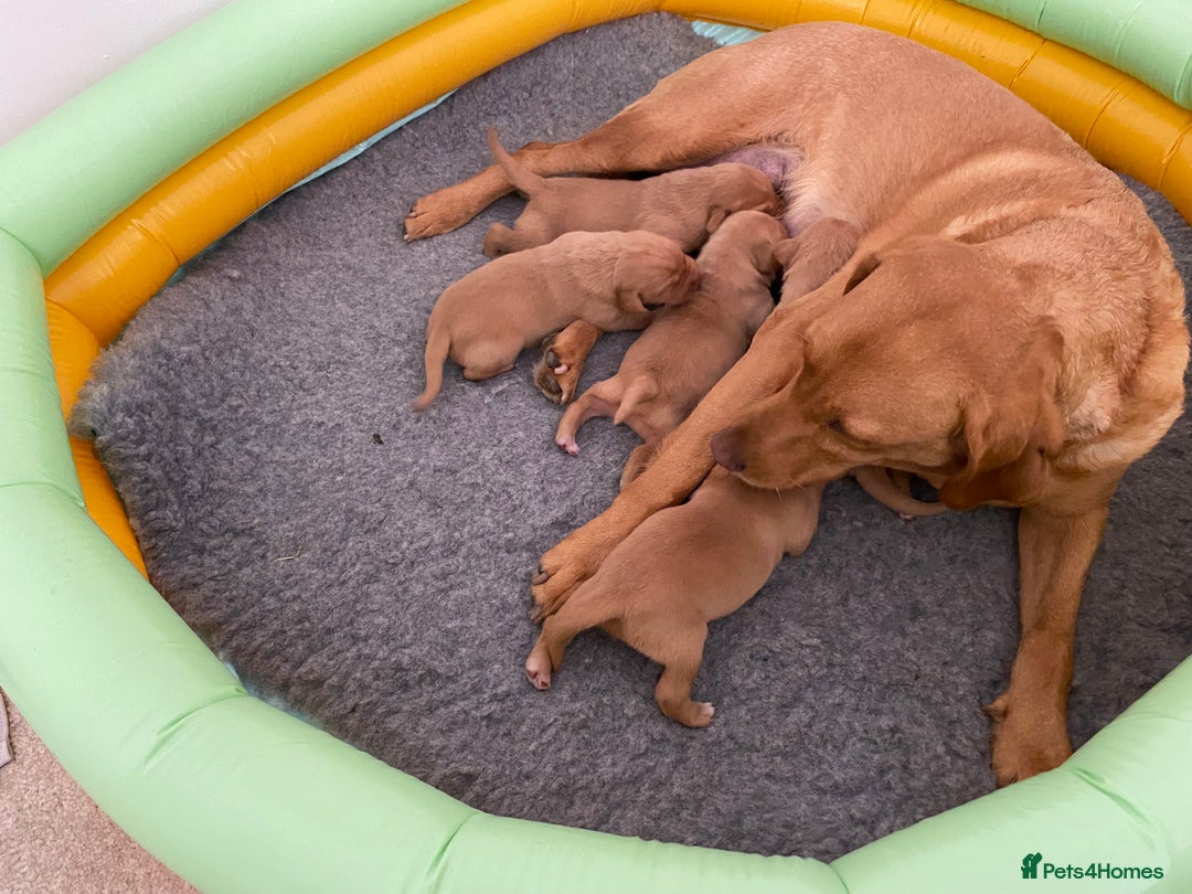 Labrador Retriever dogs for sale: Labradore puppies for sale  in Warwick - Image 13