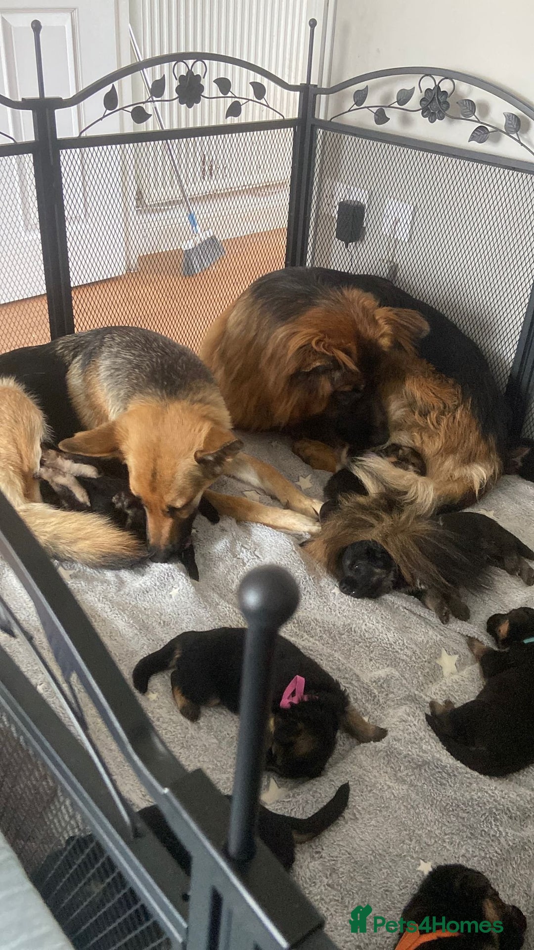 German Shepherd dogs for sale: Gorgeous and healthy German Shepherds Puppies - Image 10