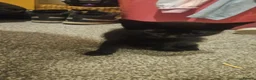 Mixed Breed cats for sale: Black female kitten  in Leicester - Advert 6