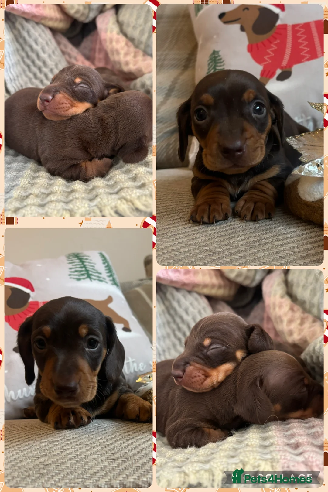 Miniature Dachshund dogs for sale: BEAUTIFUL PRA CLEAR & KC REG MINIS - Advert 4