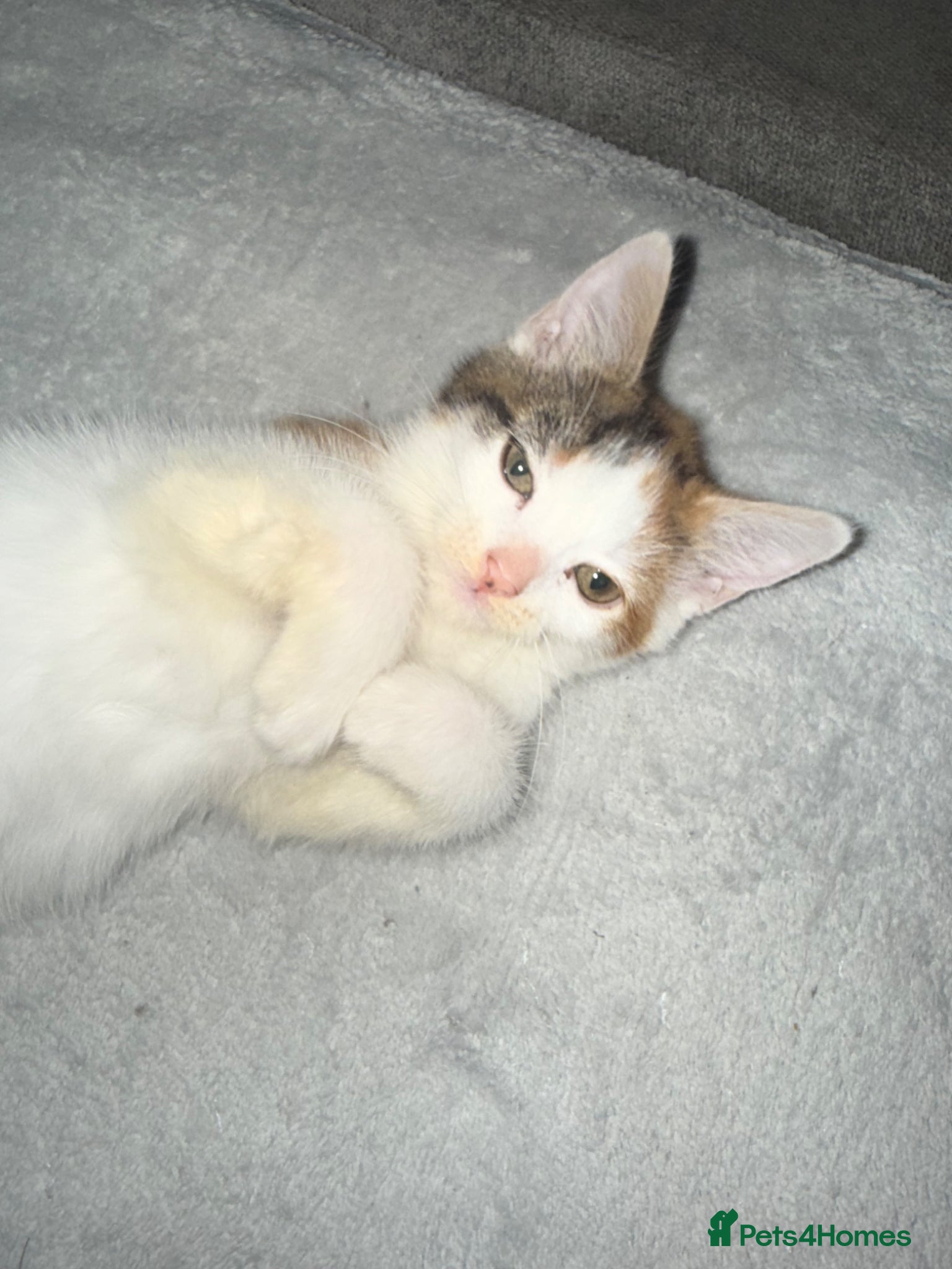 Mixed Breed cats for sale: Ragdoll x shorthair babies ready now! - Advert 8