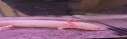 Axolotl reptiles for sale: Leucistic axolotl (8 months old) - Advert 1