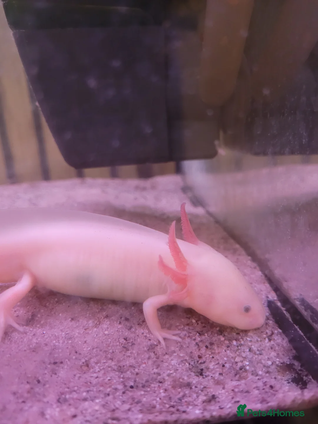 Axolotl reptiles for sale: Leucistic axolotl (8 months old) - Advert 1