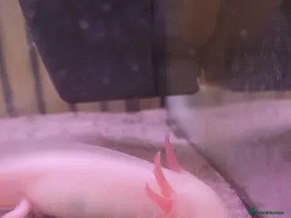 Axolotl reptiles Leucistic axolotl (8 months old) - Advert 7
