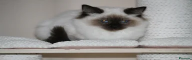 Ragdoll 3