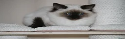 Ragdoll cats for sale: Beautiful ragdoll kittens in Manchester - Advert 5