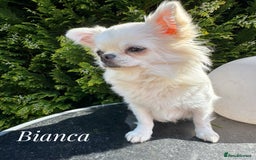 Chihuahua dogs for sale: KC qulity LC cream/white chihuahua puppies  - Image 12