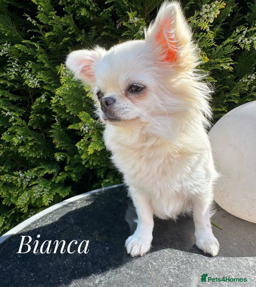 Chihuahua dogs for sale: KC qulity LC cream/white chihuahua puppies  - Image 12