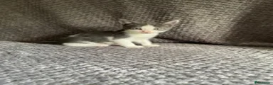 Domestic Shorthair 2