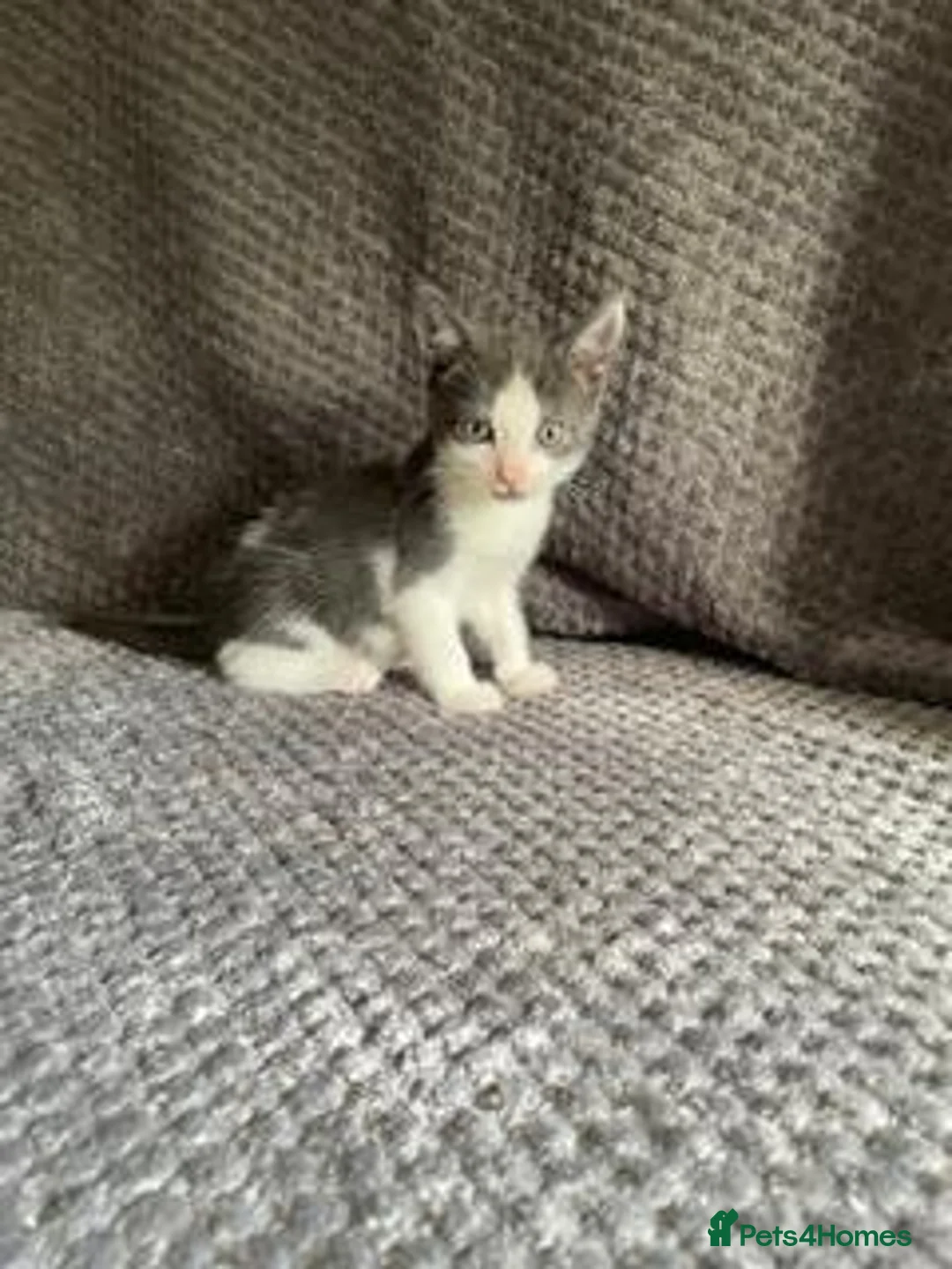 Domestic Shorthair cats for sale: Gorgeous Grey and White Kittens For Sale - Advert 2