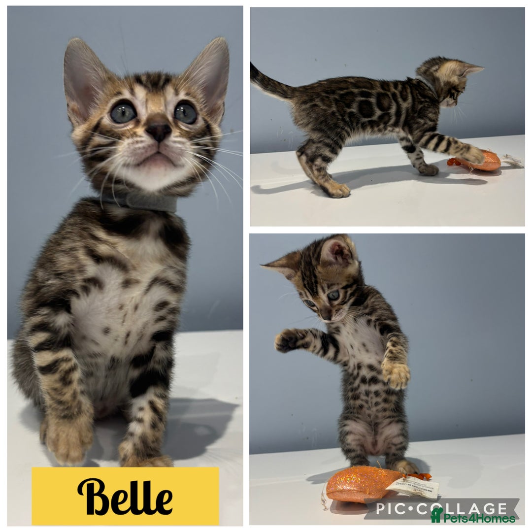 Bengal cats for sale: READY NOW beautiful Bengal Girl kittens TICA reg - Advert 5