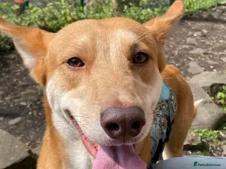 Mixed Breed dogs Big Ears - Advert 1