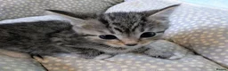Mixed Breed cats for sale: Male & Female Kitten - Advert 5