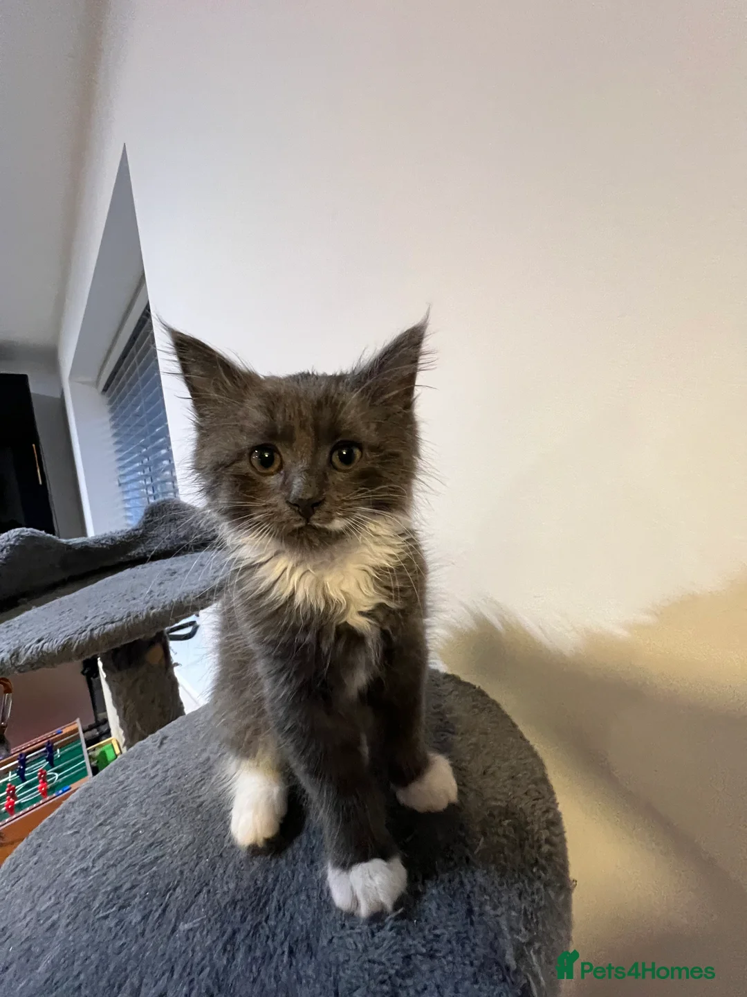 Mixed Breed cats for sale: kittens ready for a new home. - Advert 16