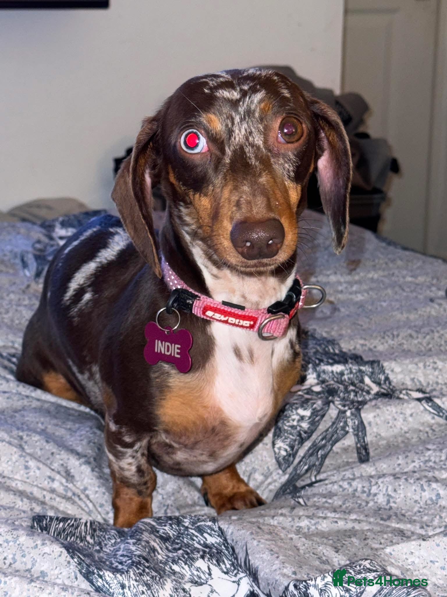 Miniature Dachshund dogs Adult female  - Advert 17