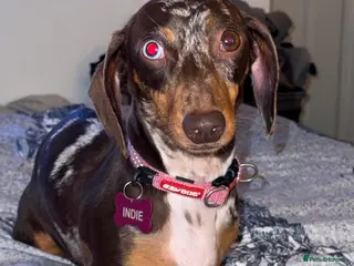 Miniature Dachshund dogs Adult female - Advert 17