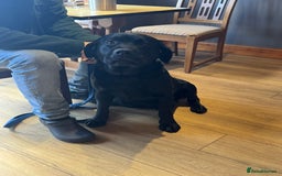 Labrador Retriever dogs for sale: Chunky KC reg Show line Champagnes boys  - Image 19