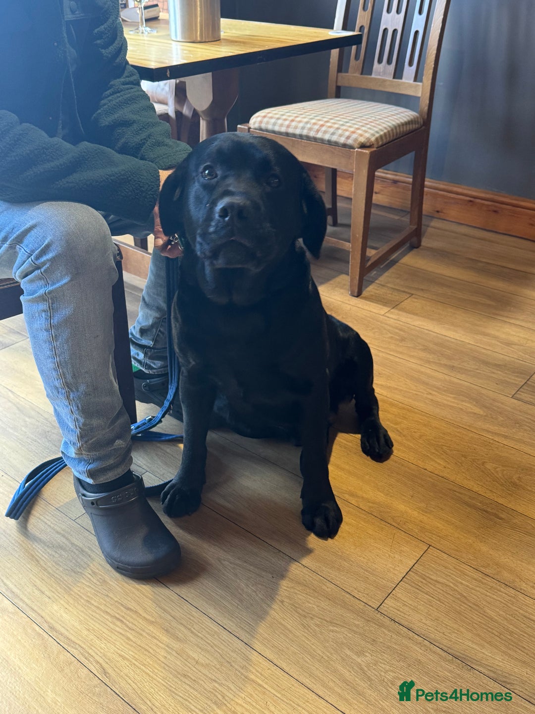 Labrador Retriever dogs for sale: Chunky KC reg Show line Champagnes boys  - Image 19