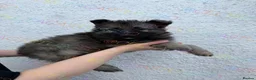 German Shepherd dogs for sale:  Reduced Stunning kcreg long coat GSD pups  - Advert 7