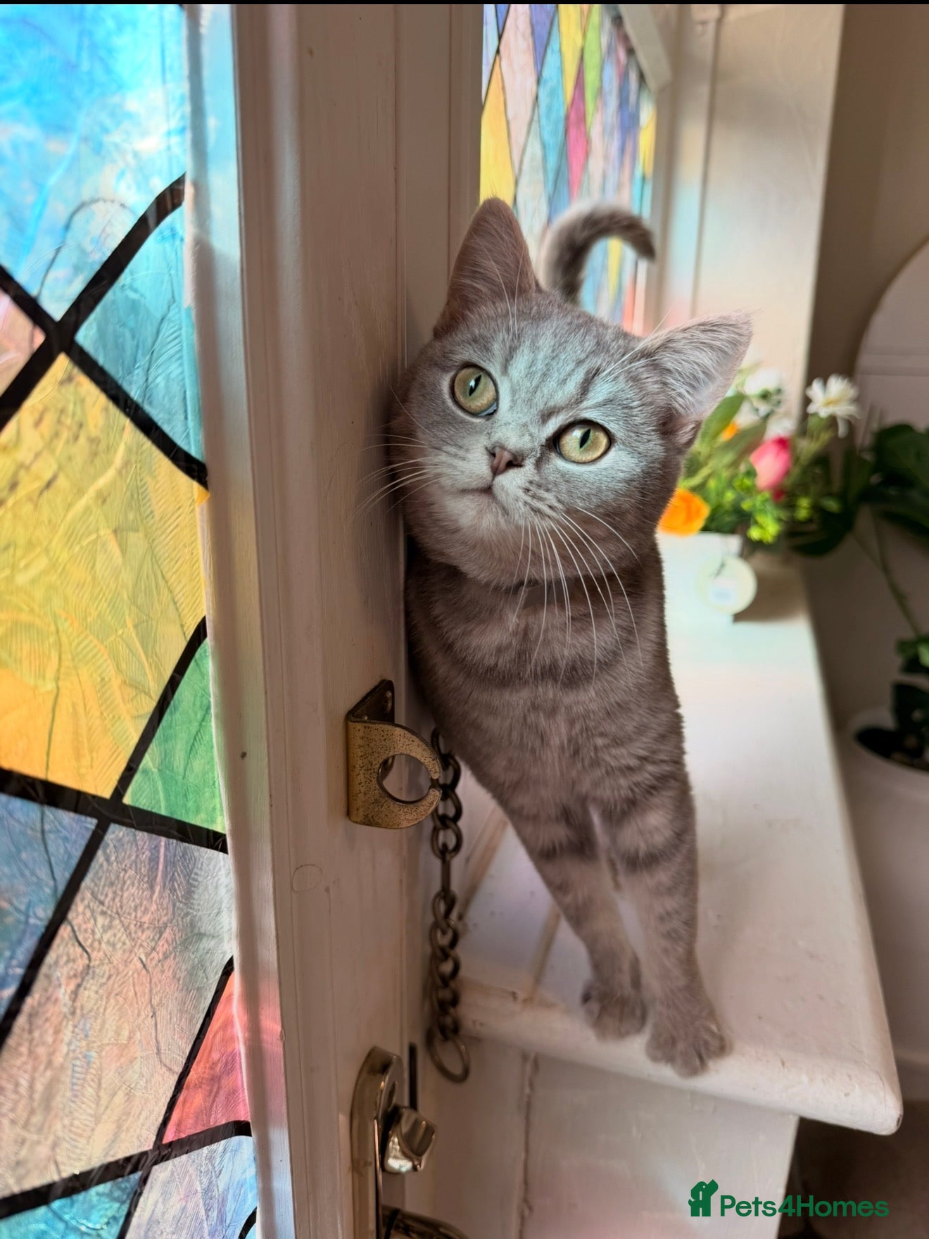 British Shorthair cats Princess Poppy  - Advert 1