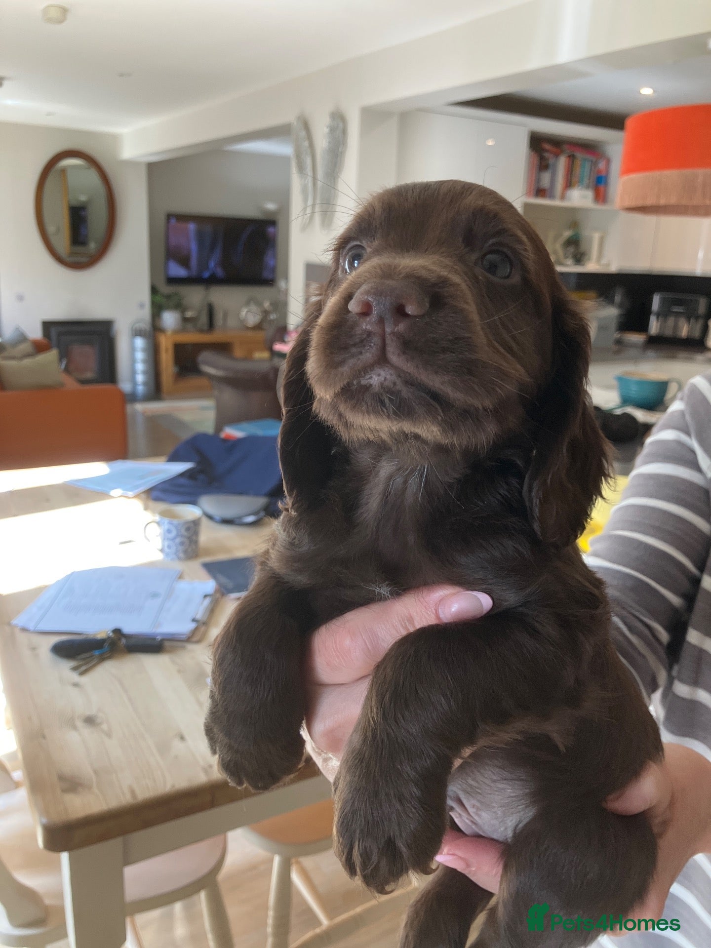 Cocker Spaniel dogs Working Cocker Spaniels  - Advert 2