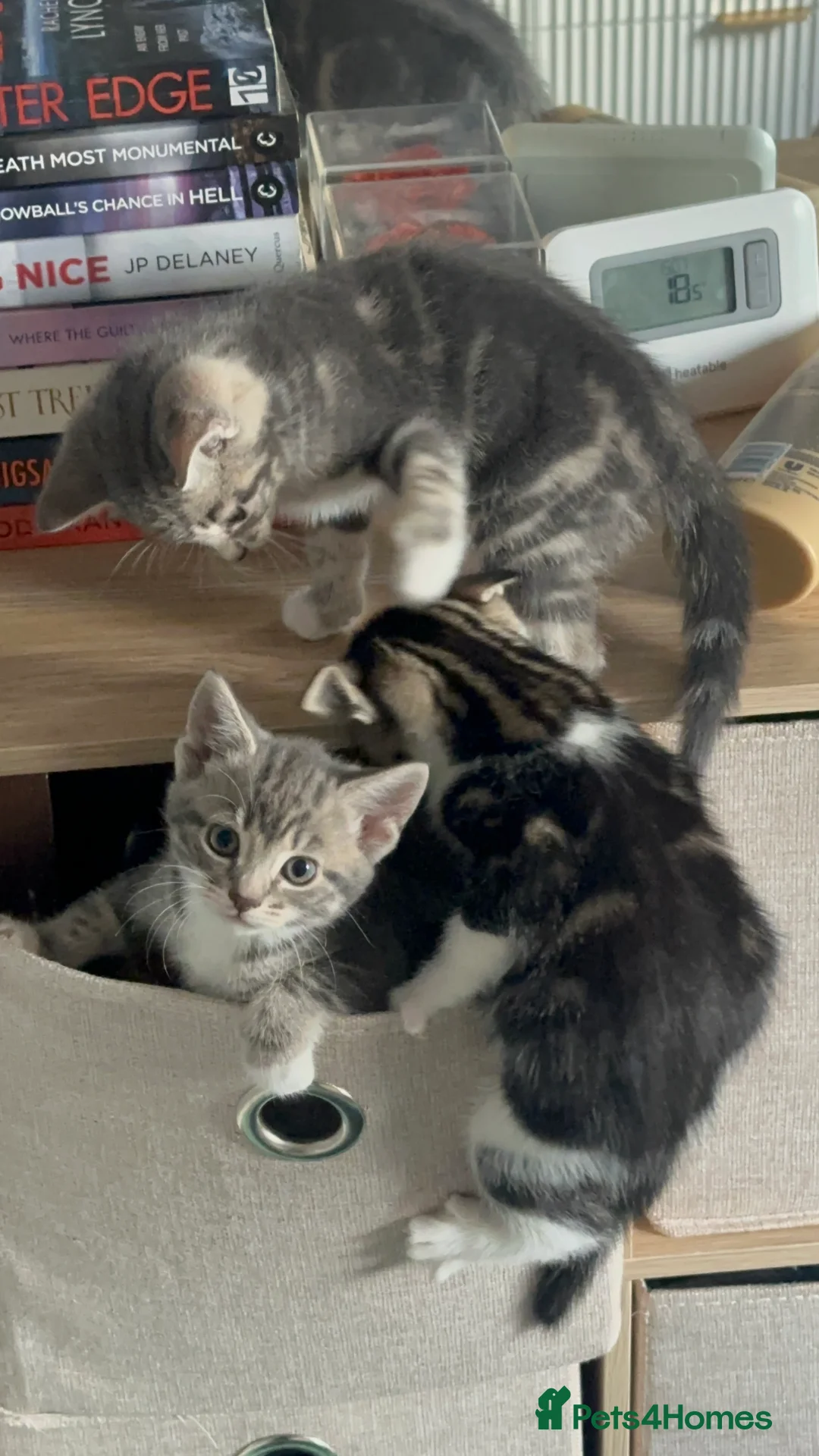 Mixed Breed cats for sale: British Shorthair Cross Tabby Kittens. - Advert 2