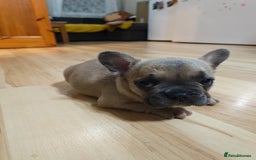 French Bulldog dogs for sale: Unique and Beautiful French bulldogs puppies  - Image 15