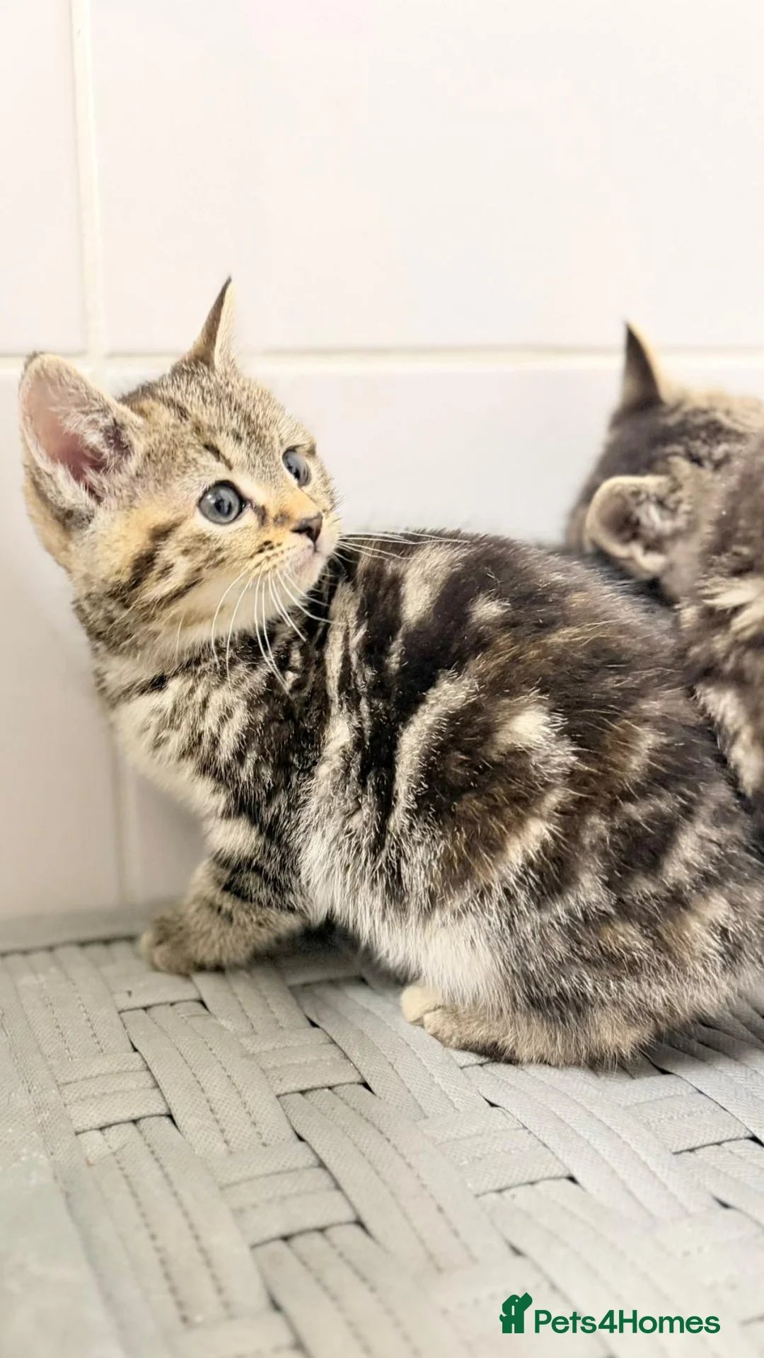 Mixed Breed cats for sale: Ragdoll x  - Advert 1