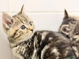 Mixed Breed cats Ragdoll x - Advert 1