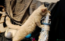 British Longhair cats for sale: Cinnamon bi colour longhair,fawn Shorthair  - Image 32