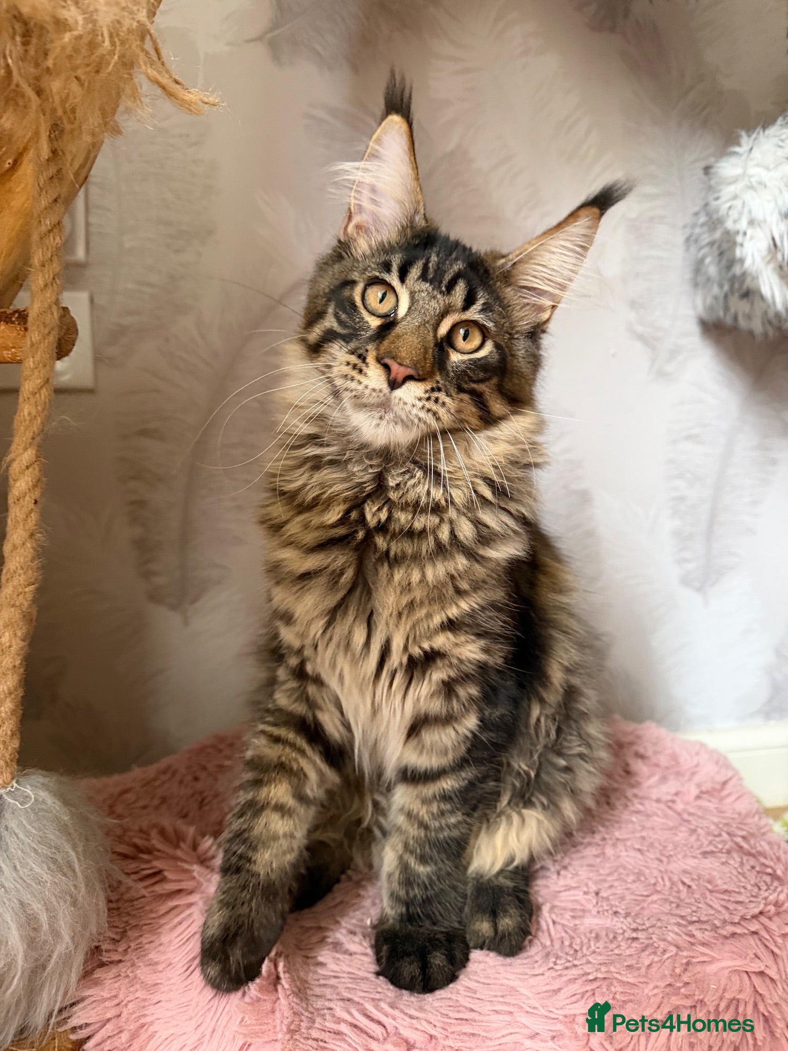 Maine Coon cats XL TICA registered Maine Coon kitten - Advert 2
