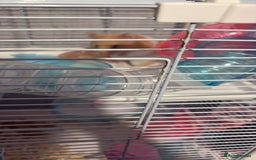 Hamster rodents for sale: Female hamster - Image 5