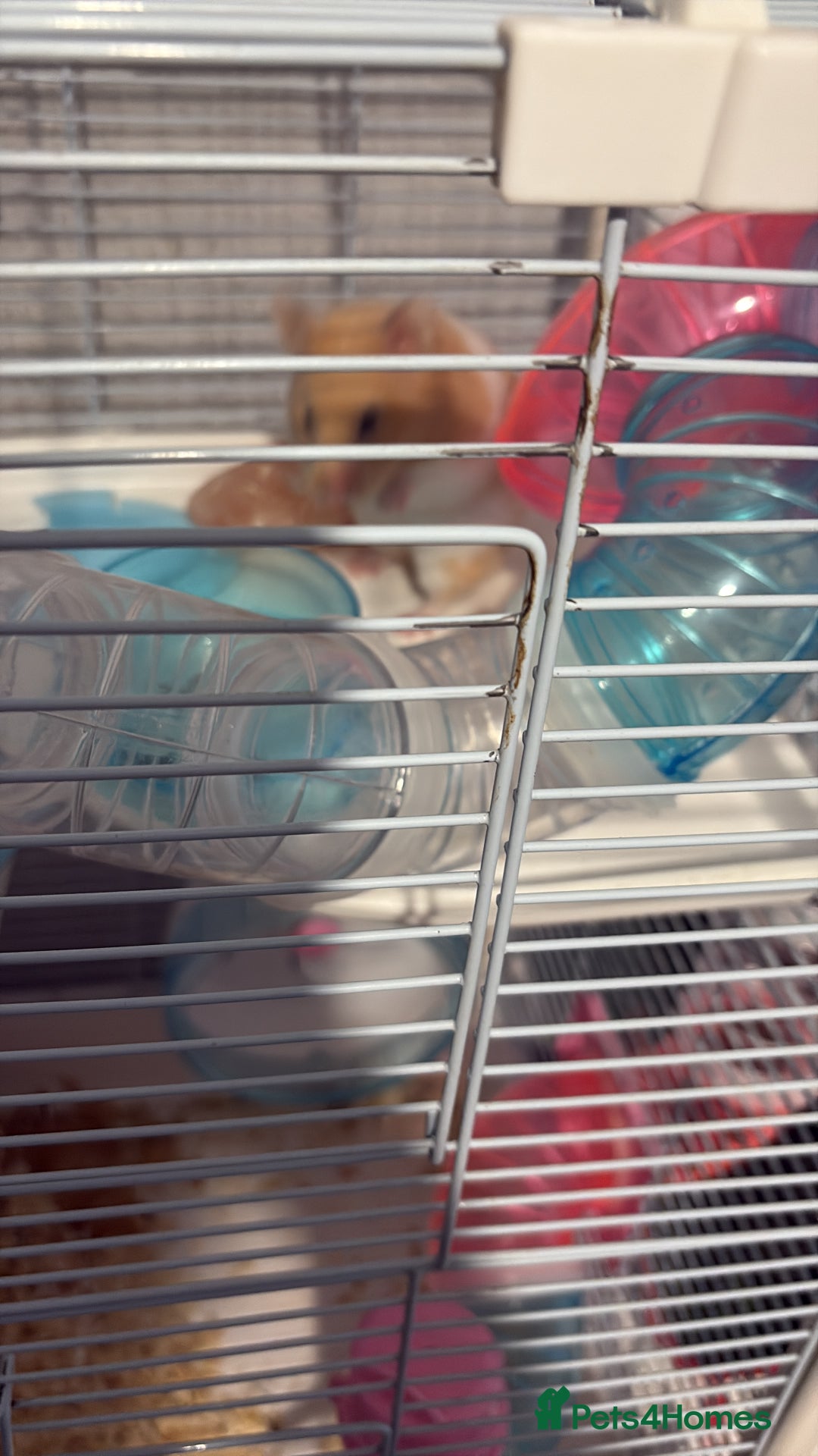 Hamster rodents for sale: Female hamster - Image 5