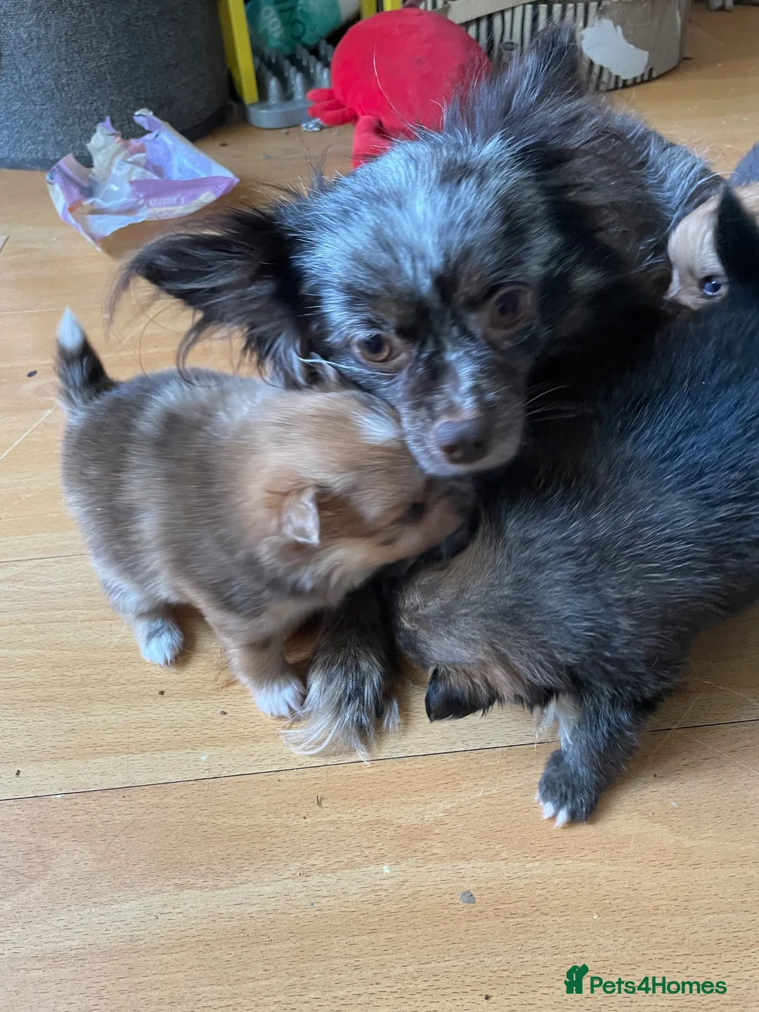 Pomchi dogs for sale: Pomeranian x pups  in Camberley - Advert 2