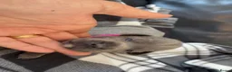 Staffordshire Bull Terrier dogs for sale: Stunning Blue Staffordshire Bull Terrier Puppies - Advert 14