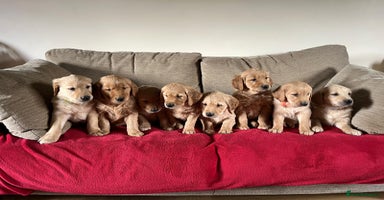 Golden Retriever dogs - Advert 4