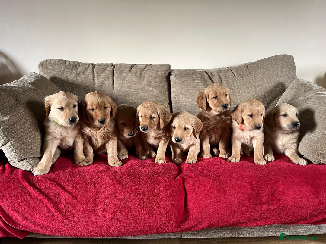 Golden Retriever dogs for sale: Beautiful KC Registered Golden Retriever Puppies  - Image 3