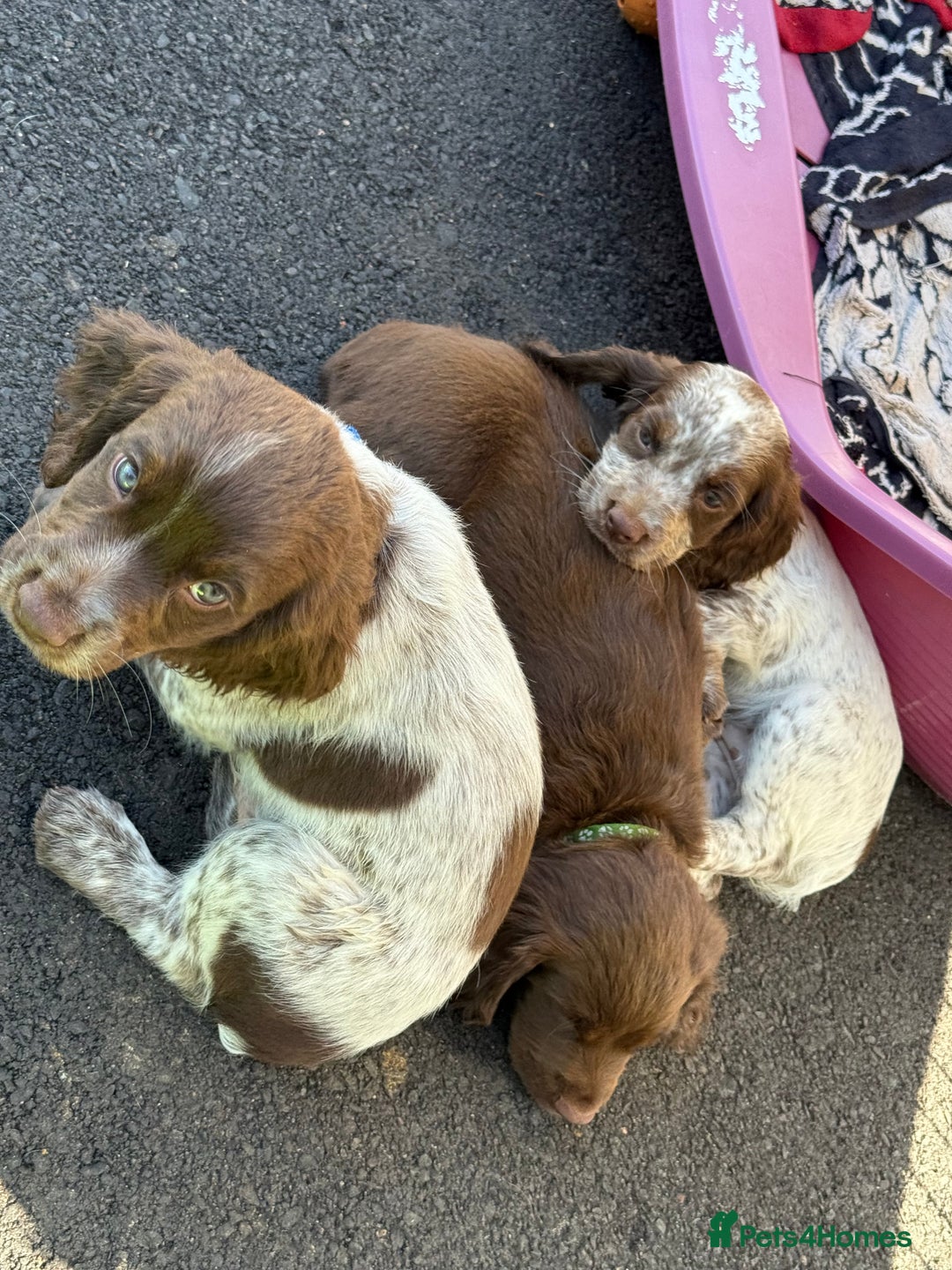 Cocker Spaniel dogs for sale: READY FOR NEW HOMES CAN LEAVE homes health tested  - Image 37