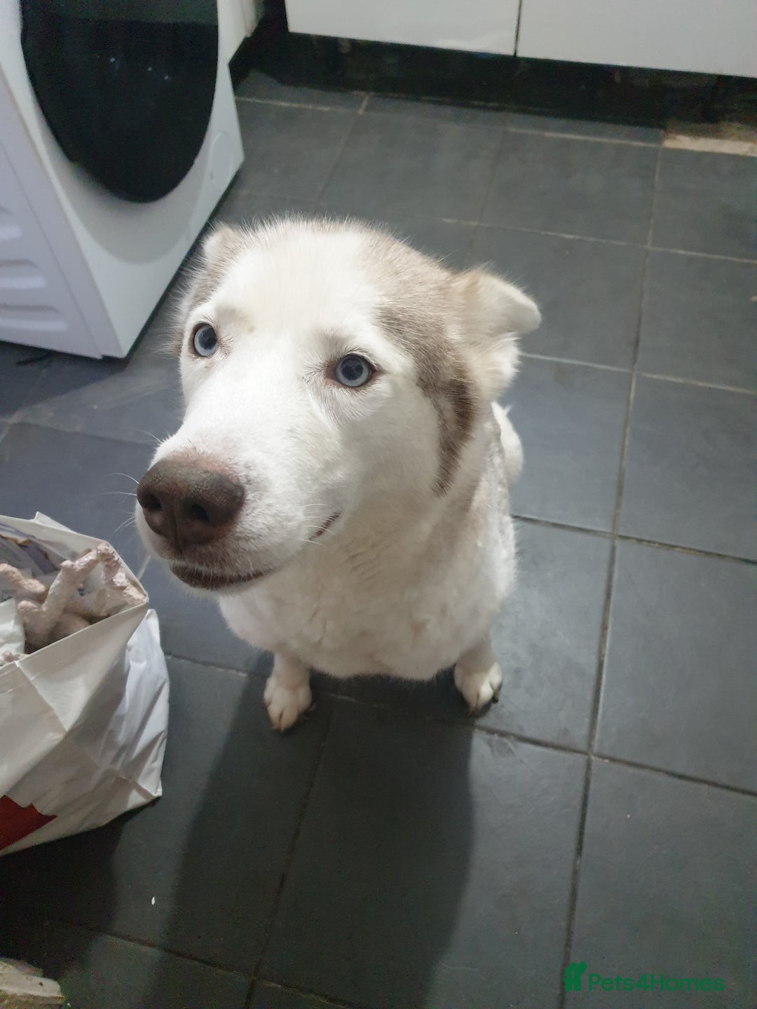 Siberian Husky dogs for sale: 3 Siberian Husky puppies - Advert 2