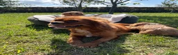 Cavapoo dogs for sale: Cavapoos🐶🥰 - Advert 17