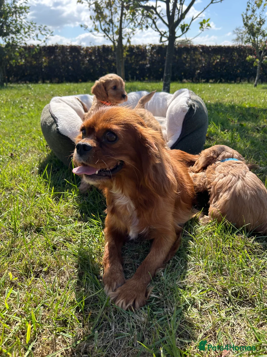 Cavapoo dogs for sale: Cavapoos🐶🥰 - Advert 17