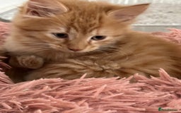 Maine Coon cats for sale: Stunning Kitten Mainecoon Girls - Image 30