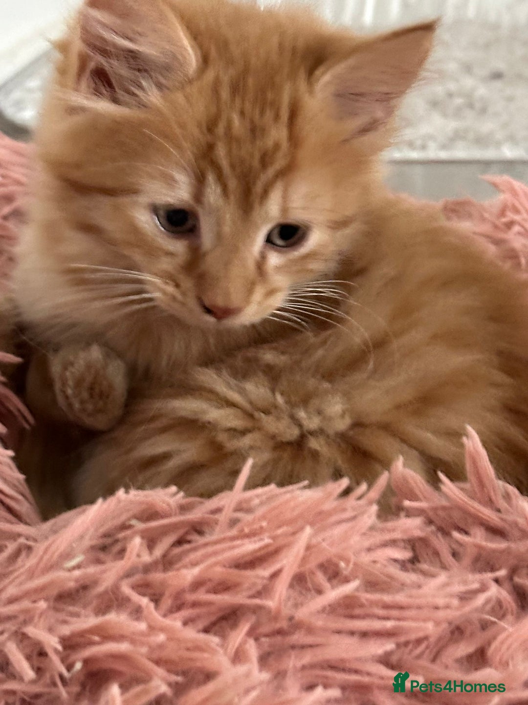 Maine Coon cats for sale: Stunning Kitten Mainecoon Girls - Image 30