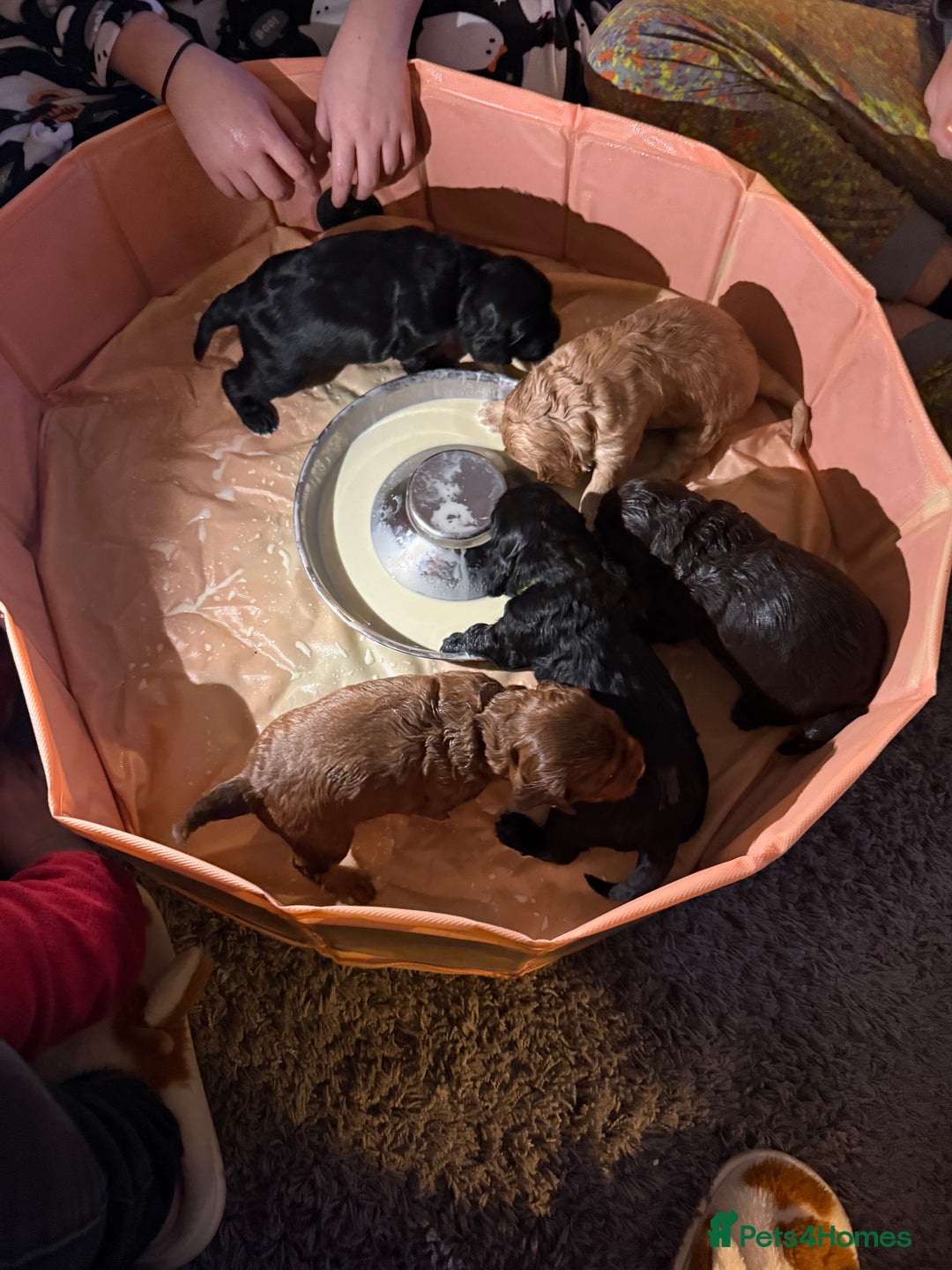 Cocker Spaniel dogs for sale: Beautiful Cocker Spaniel Litter  - Advert 8