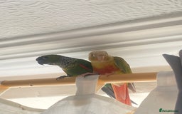 Conures birds for sale: Green cheek & Pineapple conures - Advert 2