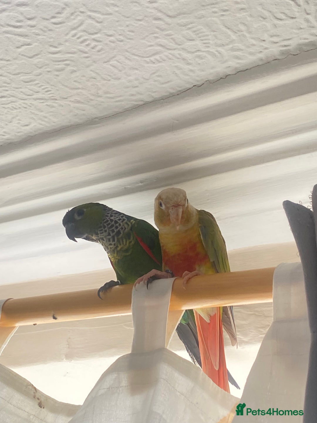 Conures birds for sale: Green cheek & Pineapple conures - Advert 2