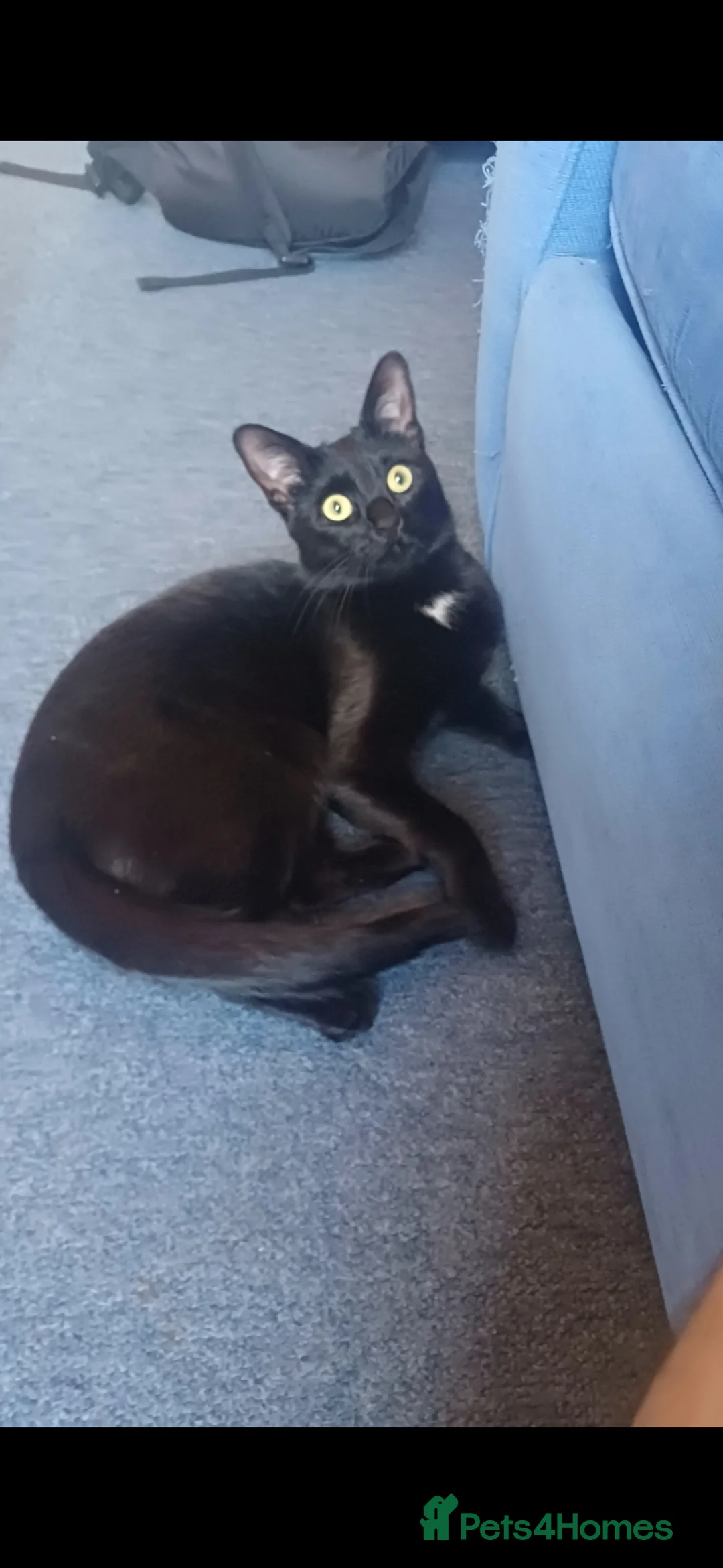 Bombay cats for sale: Bombay cat loving and sweet in London - Advert 2