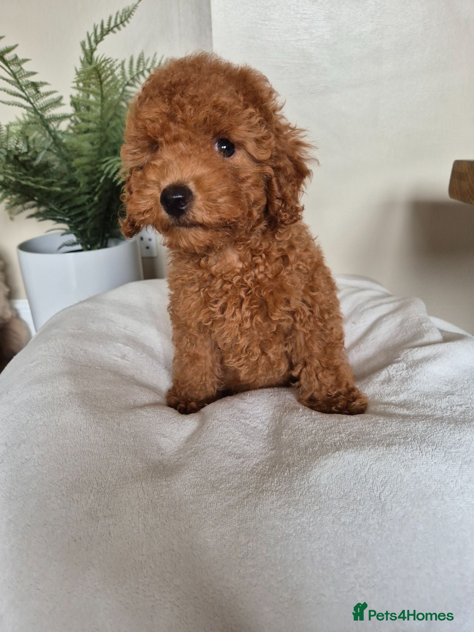 Toy Poodle dogs Kc regd Toy Poodles  - Advert 1