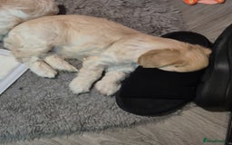 Mixed Breed dogs for sale: F1 Cockapoo and Maltipoo hybrid - Image 28