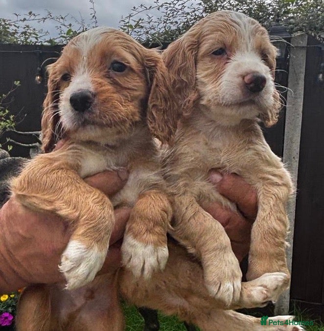 Cocker Spaniel dogs 4 beautiful working cocker pups for sale - Advert 2
